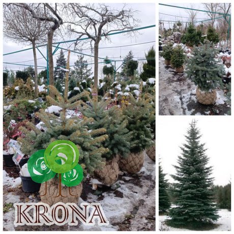 Саджанці купити Ялина колюча форма блакитна (Picea pungens f. glauca) / H 90-120 см / ком