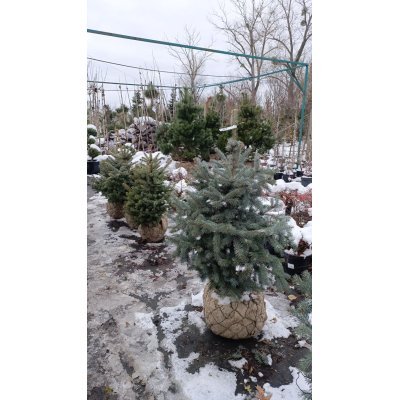 Саджанці купити Ялина колюча форма блакитна (Picea pungens f. glauca) / H 90-120 см / ком