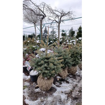 Саджанці купити Ялина колюча форма блакитна (Picea pungens f. glauca)/H 80-120 см/ком
