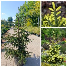 Ялина східна "Ауреоспіката" (Picea abies) Aureospicata / H 130-150 см / контейнер С35 L Ялина східна "Ауреоспіката" (Picea abies) Aureospicata / H 130-150 см / контейнер С35 L