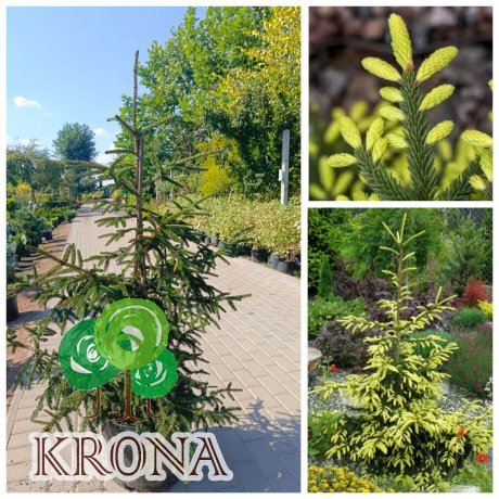 Саджанці купити Ялина східна "Ауреоспіката" (Picea abies) Aureospicata / H 130-150 см / контейнер С35 L