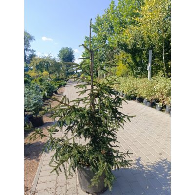 Саджанці купити Ялина східна "Ауреоспіката" (Picea abies) Aureospicata / H 130-150 см / контейнер С35 L