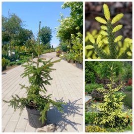 Ялина східна "Ауреоспіката" (Picea abies) Aureospicata / H 60-70 см / контейнер С12 L Ялина східна "Ауреоспіката" (Picea abies) Aureospicata / H 60-70 см / контейнер С12 L