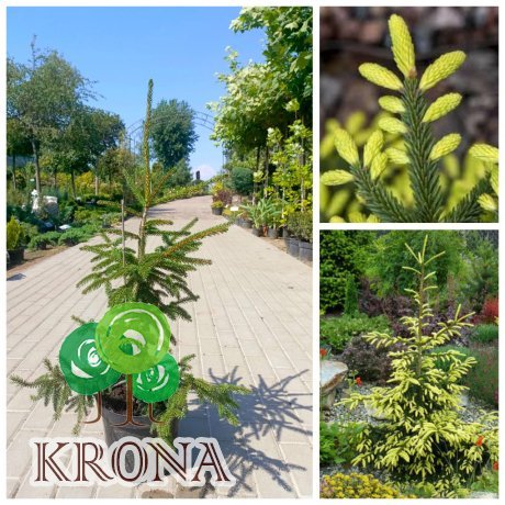 Саджанці купити Ялина східна "Ауреоспіката" (Picea abies) Aureospicata / H 60-70 см / контейнер С12 L