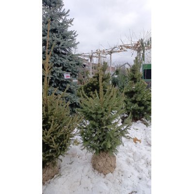 Саджанці купити Ялина звичайна Європейська (Picea abies) / Н 110-150 см/ ком