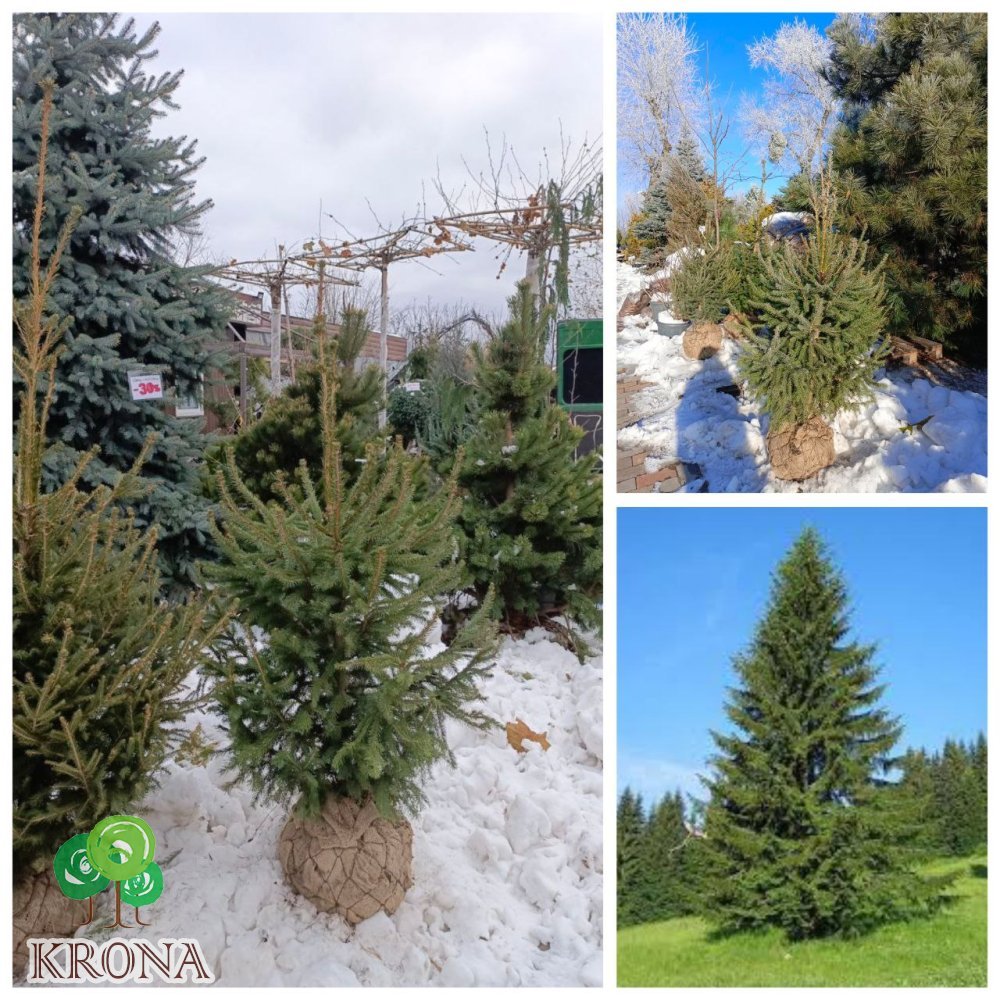 Саджанці купити Ялина звичайна Європейська (Picea abies) / Н 110-150 см/ ком