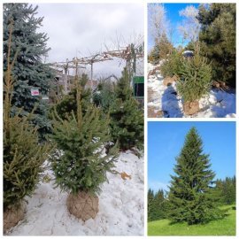 Ялина звичайна Європейська (Picea abies) / Н 110-150 см/ ком Ялина звичайна Європейська (Picea abies) / Н 110-150 см/ ком