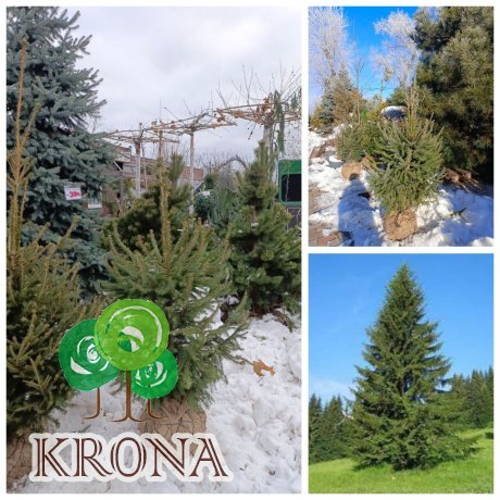 Саджанці купити Ялина звичайна Європейська (Picea abies) / Н 110-150 см/ ком