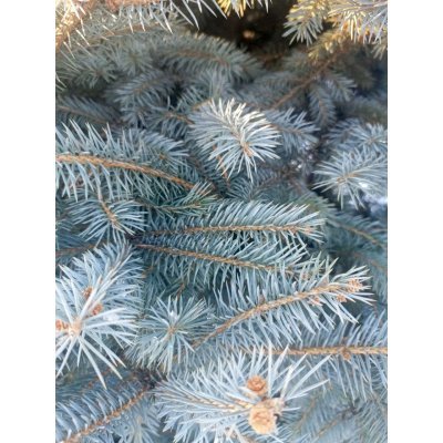 Саджанці купити Ялина колюча форма блакитна (Picea pungens f. glauca)/Н 230-250 см/ ком
