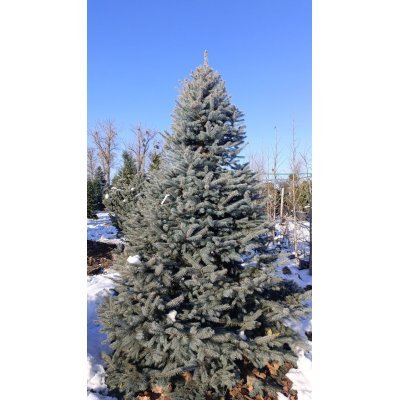 Саджанці купити Ялина колюча форма блакитна (Picea pungens f. glauca)/Н 230-250 см/ ком