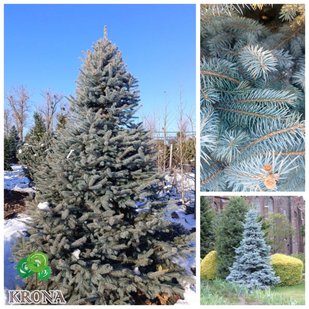 Саджанці купити Ялина колюча форма блакитна (Picea pungens f. glauca)/Н 230-250 см/ ком