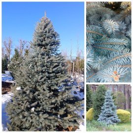 Ялина колюча форма блакитна (Picea pungens f. glauca)/Н 230-250 см/ ком