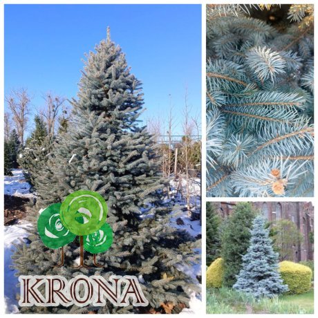 Саджанці купити Ялина колюча форма блакитна (Picea pungens f. glauca)/Н 230-250 см/ ком