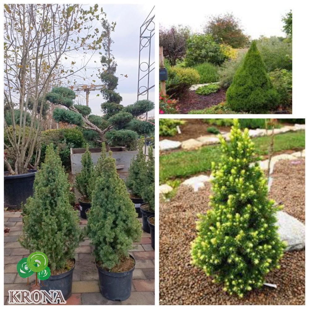 Саджанці купити Ялина канадська "Коніка"/(Picea glauca) "Conica" /Н 45-55 см / контейнер С 3 L 