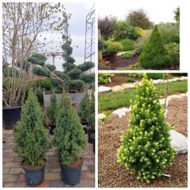 Ялина канадська "Коніка"/(Picea glauca) "Conica" /Н 45-55 см / контейнер С 3 L Ялина канадська "Коніка"/(Picea glauca) "Conica" /Н 45-55 см / контейнер С 3 L