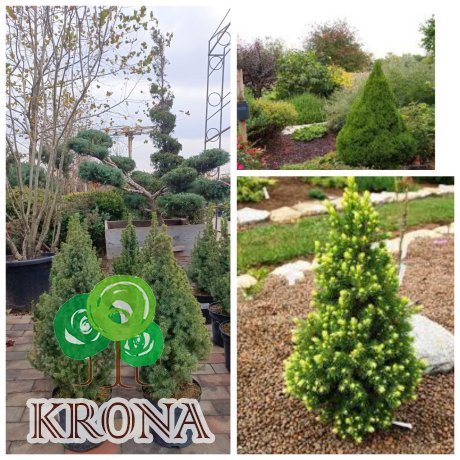 Саджанці купити Ялина канадська "Коніка"/(Picea glauca) "Conica" /Н 45-55 см / контейнер С 3 L 