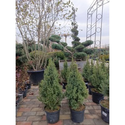 Саджанці купити Ялина канадська "Коніка"/(Picea glauca) "Conica" /Н 45-55 см / контейнер С 3 L 
