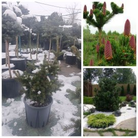 Ялина колюча (Picea pungens) "Lucky Strike"/H 50-70 см/контейнер С10 L