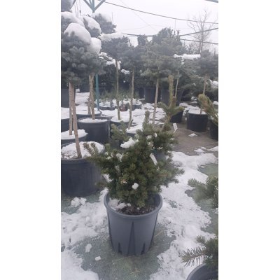 Саджанці купити Ялина колюча (Picea pungens) "Lucky Strike"/H 50-70 см/контейнер С10 L