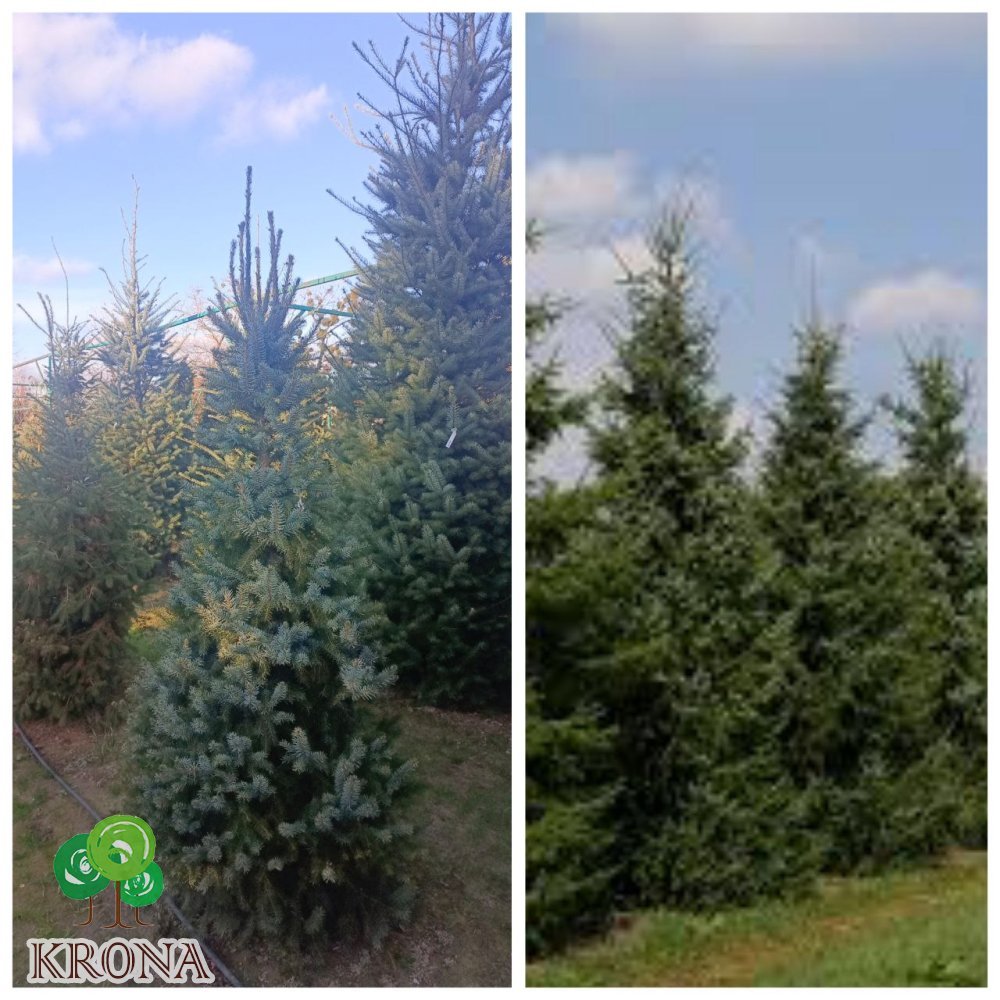 Саджанці купити Ялина сербська (Picea omorika) / H 200 + см / ком