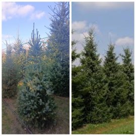 Ялина сербська (Picea omorika) / H 200 + см / ком