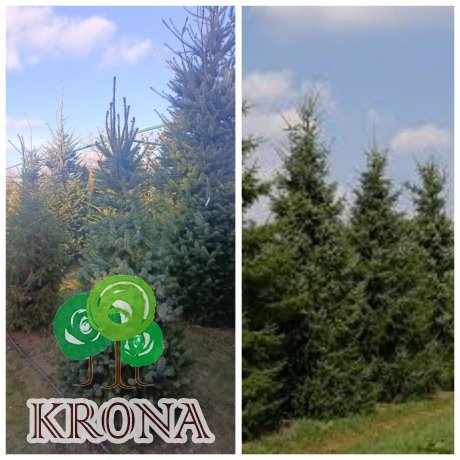 Саджанці купити Ялина сербська (Picea omorika) / H 200 + см / ком
