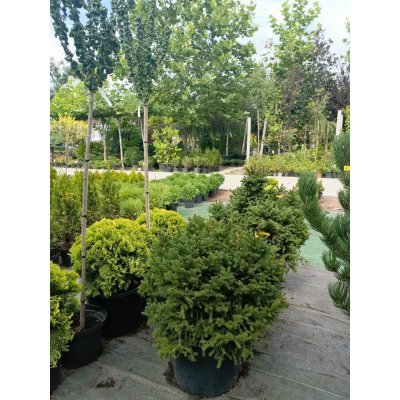 Саджанці купити Ялина звичайна "Пігмея" (Picea abies) "Pygmaea"/D80*80 см/ Н 60+ см/контейнер С50 L