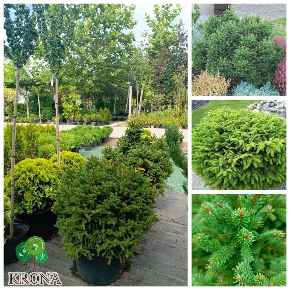 Саджанці купити Ялина звичайна "Пігмея" (Picea abies) "Pygmaea"/D80*80 см/ Н 60+ см/контейнер С50 L