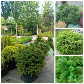 Ялина звичайна "Пігмея" (Picea abies) "Pygmaea"/D80*80 см/ Н 60+ см/контейнер С50 L Ялина звичайна "Пігмея" (Picea abies) "Pygmaea"/D80*80 см/ Н 60+ см/контейнер С50 L