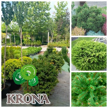 Саджанці купити Ялина звичайна "Пігмея" (Picea abies) "Pygmaea"/D80*80 см/ Н 60+ см/контейнер С50 L