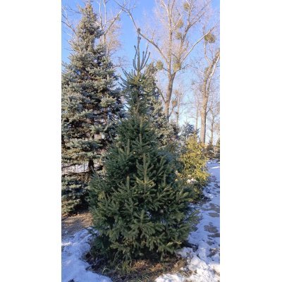 Саджанці купити Ялина звичайна Європейська (Picea abies) / Н 350+ см/ ком