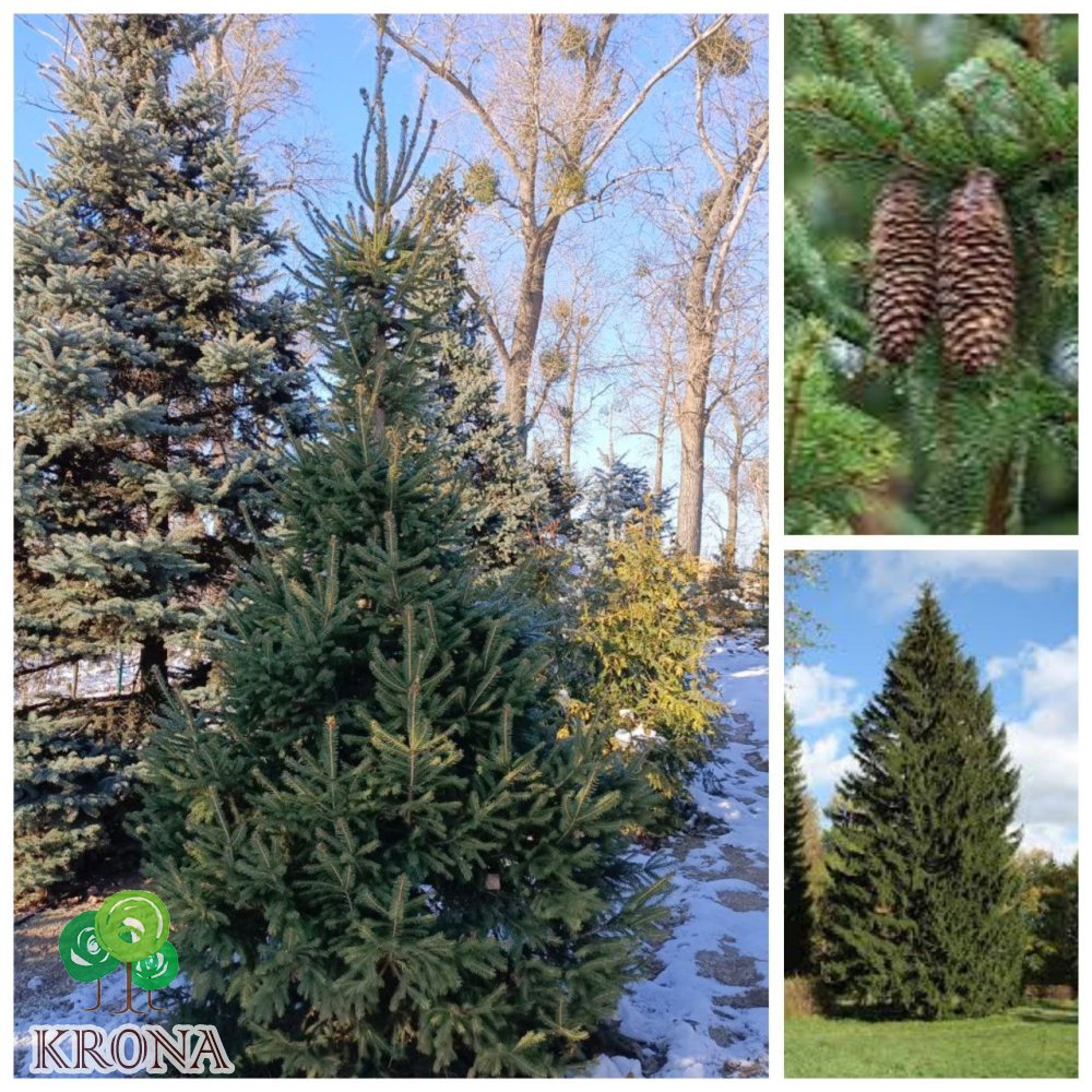 Саджанці купити Ялина звичайна Європейська (Picea abies) / Н 350+ см/ ком