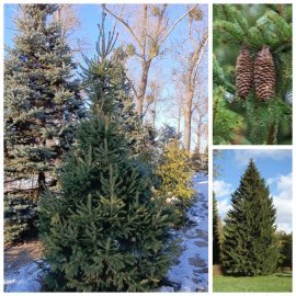 Ялина звичайна Європейська (Picea abies) / Н 350+ см/ ком