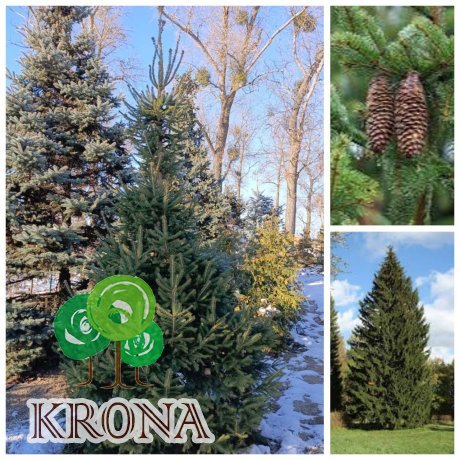 Саджанці купити Ялина звичайна Європейська (Picea abies) / Н 350+ см/ ком