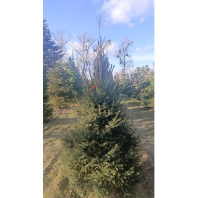 Саджанці купити Ялина сербська (Picea omorika) / H 200 см+ / ком
