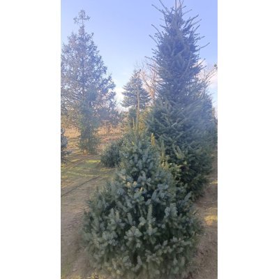 Саджанці купити Ялина сербська (Picea omorika) / H 190-220 см / ком