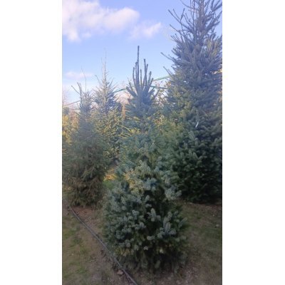 Саджанці купити Ялина сербська (Picea omorika) / H 200 + см / ком