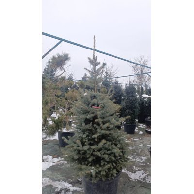 Саджанці купити Ялина колюча форма блакитна (Picea pungens f. glauca) / H 170-200 см / контейнер