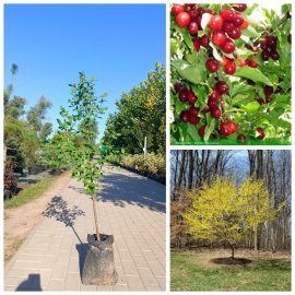 Кизил звичайний (Cornus mas) /Н 130-160 см/ контейнер С7.5 L
