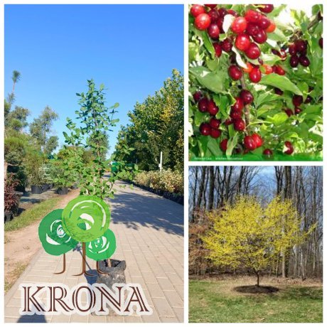 Саджанці купити Кизил звичайний (Cornus mas) /Н 130-160 см/ контейнер С7.5 L