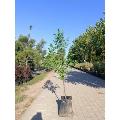 Саджанці купити Кизил звичайний (Cornus mas) /Н 130-160 см/ контейнер С7.5 L