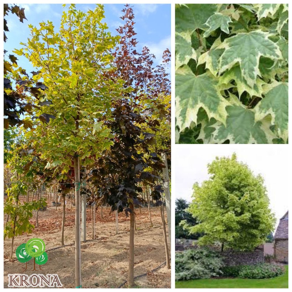 Саджанці купити Клен гостролистий (Acer platanoides) ''Drummondii" /Н 350-450 см/НО11-15 см/ком