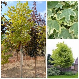 Клен гостролистий (Acer platanoides) ''Drummondii" /Н 350-450 см/НО11-15 см/ком
