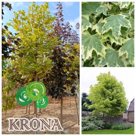 Саджанці купити Клен гостролистий (Acer platanoides) ''Drummondii" /Н 350-450 см/НО11-15 см/ком