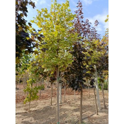 Саджанці купити Клен гостролистий (Acer platanoides) ''Drummondii" /Н 350-450 см/НО11-15 см/ком