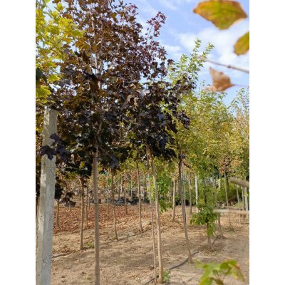 Саджанці купити Клен гостролистий (Acer platanoides) "Faassen's Black" /Н400-500 см+ /НО 15-20 см/ком
