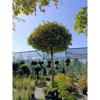 Саджанці купити Клен гостролистий (Acer platanoides) "Globosum"/Stam 200 см/НО 27-29 см/контейнер
