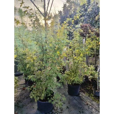 Саджанці купити Клен пальмовий (Acer palmatum) "Orange Dream" / H 120-150 см / контейнер C20 L