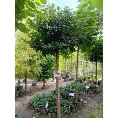 Саджанці купити Клен польовий (Acer campestre) /stam 180-210 см/ Н 300- 350 см /НО 26-35 см /ком