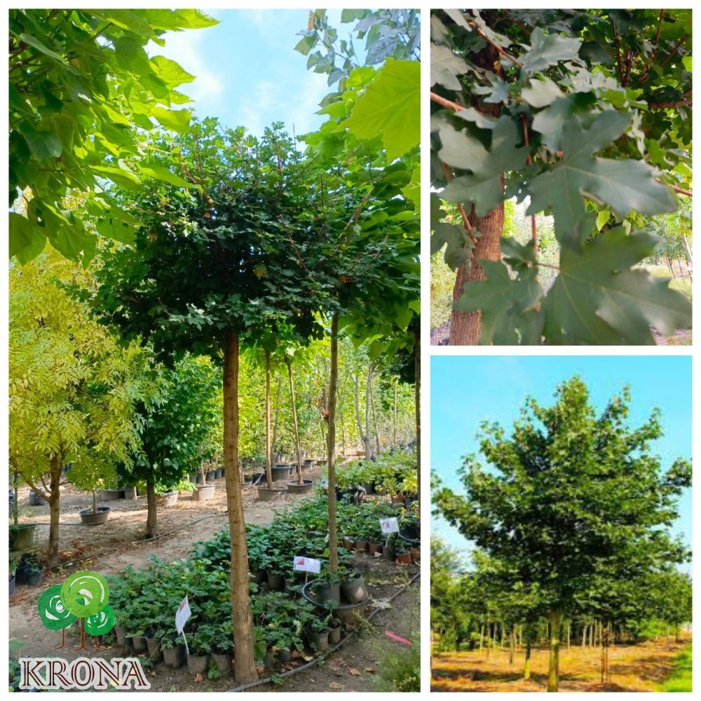 Саджанці купити Клен польовий (Acer campestre) /stam 180-210 см/ Н 300- 350 см /НО 26-35 см /ком